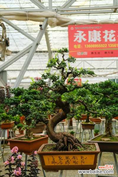 树桩盆景用什么土最好