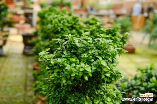 树桩盆景用什么土最好