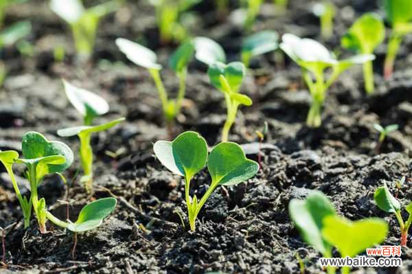 萝卜上面的“叶子”别扔，种土里浇点水，吃了比“钙片”还有