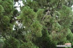 龙柏盆景的养护造型