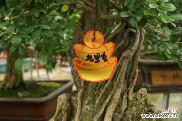 九里香盆景的制作方法