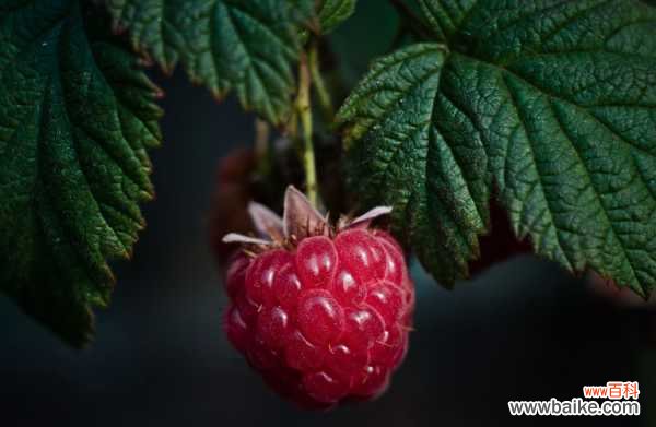 盆栽树莓的种植方法