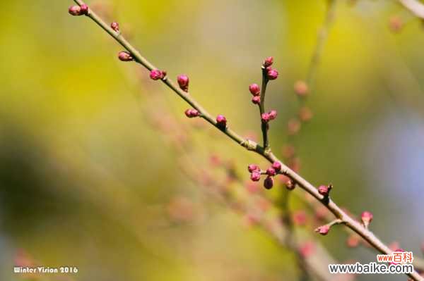 梅花盆景的制作类型
