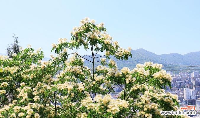 银合欢的传说有哪些?