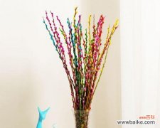 银柳的花语和寓意是什么？了解银柳背后的文化意义？