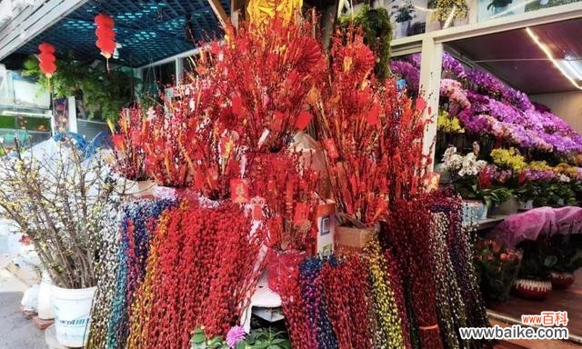 银柳的花语和寓意是什么?了解银柳背后的文化意义?