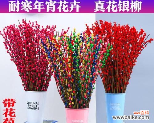 银柳的花语和寓意是什么?了解银柳背后的文化意义?