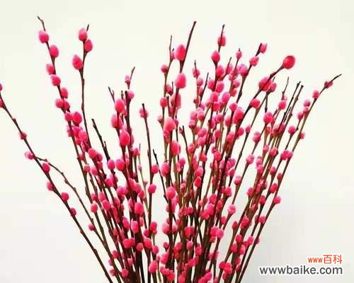 银柳的花语是什么?了解银柳的象征意义和文化背景?