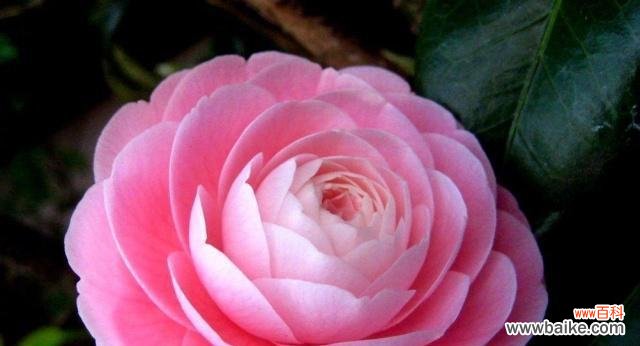 花卉寓意是什么?如何挑选寓意吉祥的花卉?