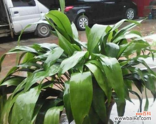 一叶兰的寓意是什么?花语有哪些含义?