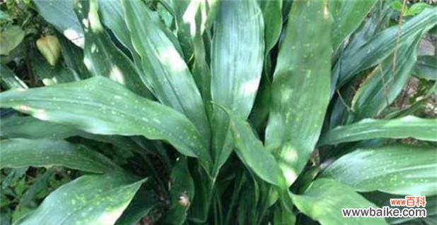 一叶兰的寓意是什么?花语有哪些含义?