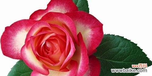 一支红玫瑰代表什么意思?花语背后的爱情寓意是什么?