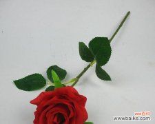 一支红玫瑰代表什么意思？花语背后的爱情寓意是什么？