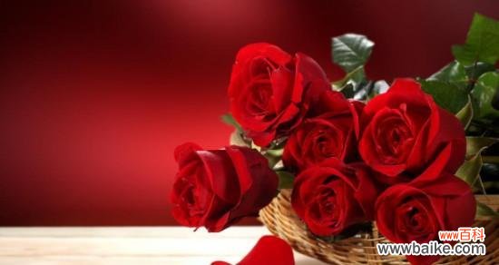 一支红玫瑰代表什么意思?花语背后的爱情寓意是什么?