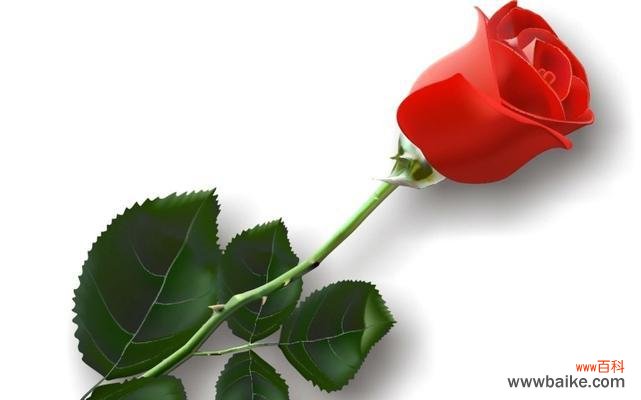 一支玫瑰花代表什么意思？花语背后的情感解读是什么？