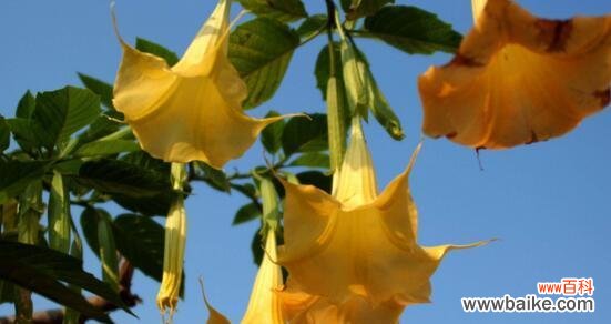 依米花的花语是什么？这种珍稀植物的象征意义是什么？