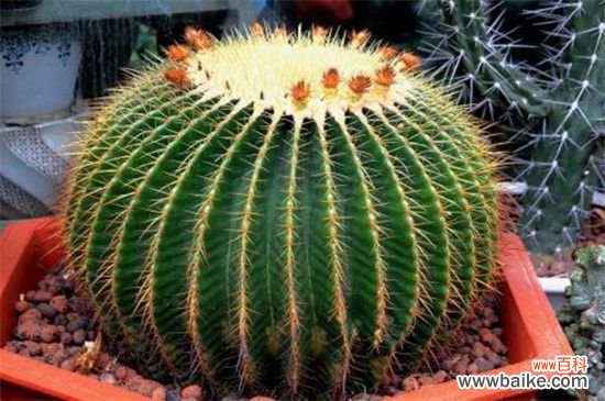 仙人球几天浇一次水