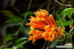 炮仗花可以家养吗？寓意生活红火可家中养殖