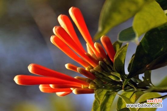 炮仗花可以家养吗？寓意生活红火可家中养殖