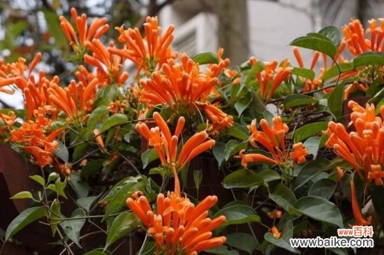 炮仗花可以家养吗？寓意生活红火可家中养殖