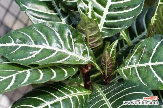 斑马花家里能养吗