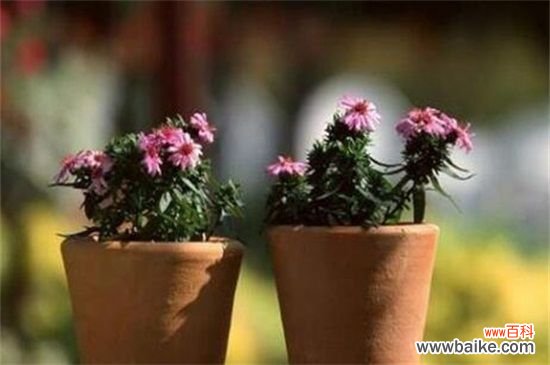 室内适合养菊花吗，可净化空气装饰环境