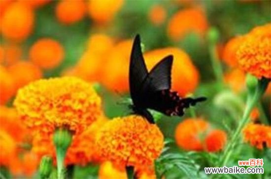 室内适合养菊花吗，可净化空气装饰环境