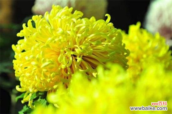 盆栽小菊花怎么养?盆栽小菊花的养殖方法