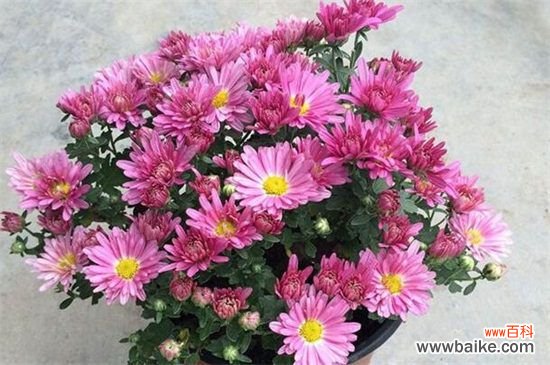 盆栽小菊花怎么养?盆栽小菊花的养殖方法