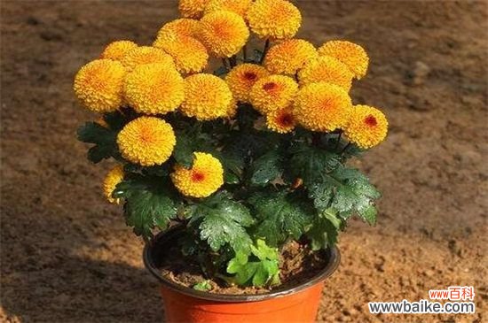 盆栽小菊花怎么养?盆栽小菊花的养殖方法