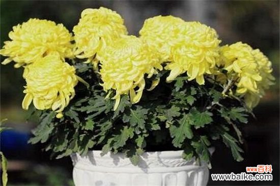 盆栽小菊花怎么养?盆栽小菊花的养殖方法