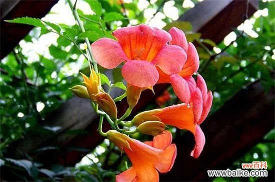 家里养凌霄花有哪些好处