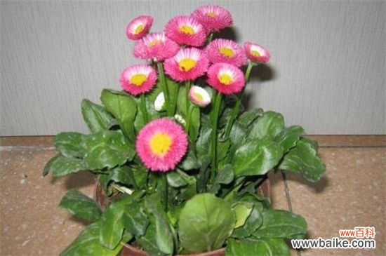 什么花可以放办公室养殖？盘点十大耐阴性强的花卉