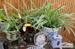 什么花可以放办公室养殖？盘点十大耐阴性强的花卉