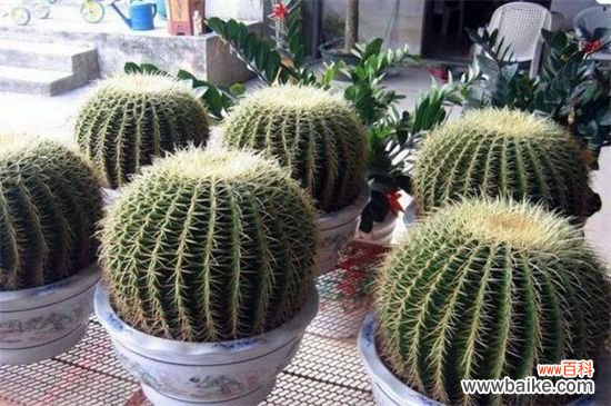 什么花可以放办公室养殖？盘点十大耐阴性强的花卉