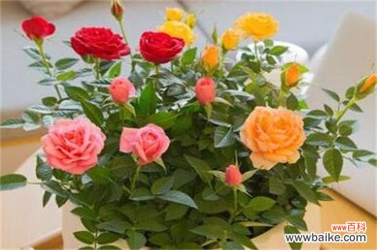 什么花可以放办公室养殖？盘点十大耐阴性强的花卉