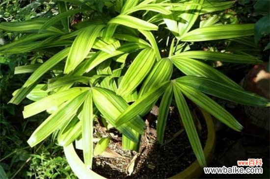 净化空气的室内植物有哪些?盘点十大净化空气的室内植物