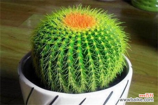 净化空气的室内植物有哪些?盘点十大净化空气的室内植物