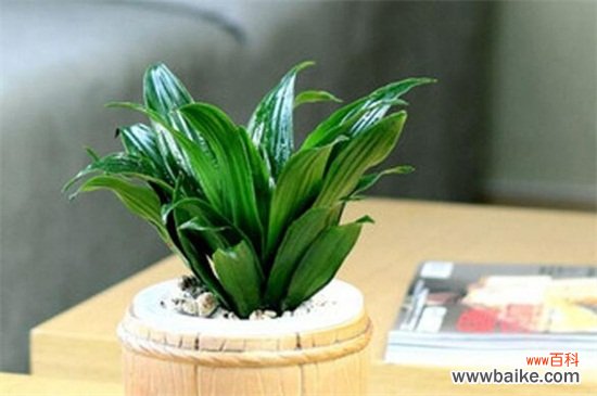 净化空气的室内植物有哪些?盘点十大净化空气的室内植物