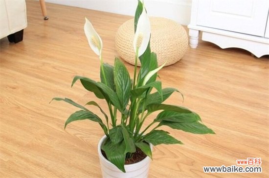 净化空气的室内植物有哪些?盘点十大净化空气的室内植物