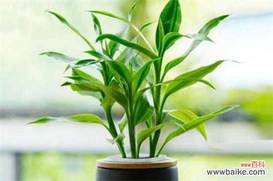 净化空气的室内植物有哪些?盘点十大净化空气的室内植物