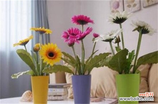 净化空气的室内植物有哪些?盘点十大净化空气的室内植物