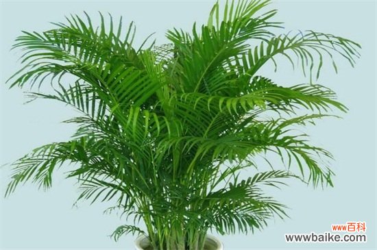 净化空气的室内植物有哪些?盘点十大净化空气的室内植物