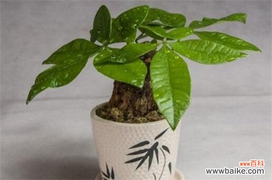 净化空气的室内植物有哪些?盘点十大净化空气的室内植物