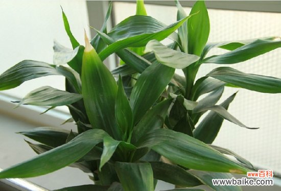 适合室内养的植物有哪些?盘点10种适合室内养的植物