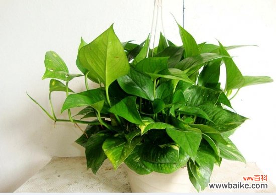 适合室内养的植物有哪些?盘点10种适合室内养的植物