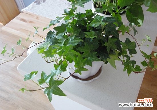 适合室内养的植物有哪些?盘点10种适合室内养的植物