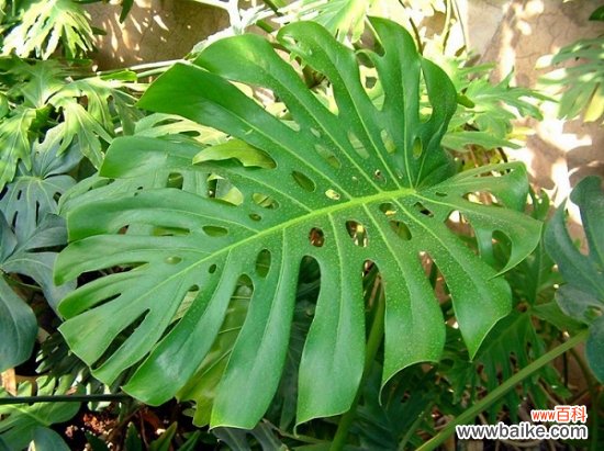 适合室内养的植物有哪些?盘点10种适合室内养的植物