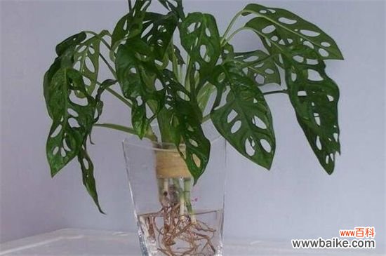 什么水培植物里面可以养鱼