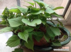 什么水培植物里面可以养鱼